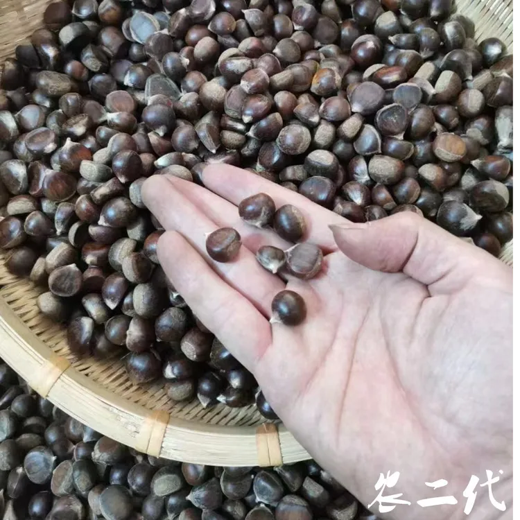 江西农家高山纯野生新鲜皮薄迁西土板栗超特最小个毛栗子饱满粉甜