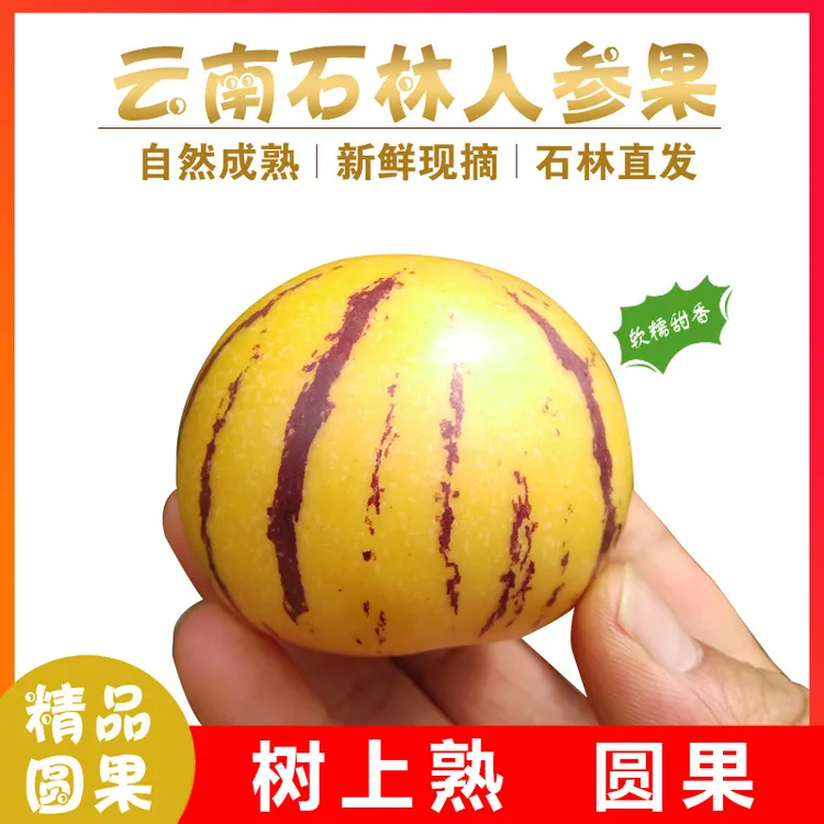 盛果邻云南石林人参果树上熟圆果黄心人生果精选当季新鲜水果包邮