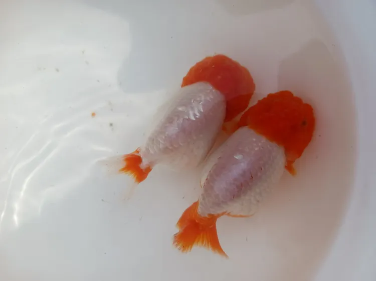 直播间链接冷水观赏鱼