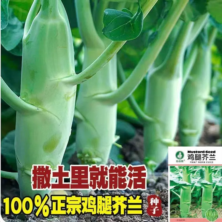 广东鸡腿芥兰菜种子四季蔬菜种孑甜脆芥菜芥蓝菜阳台盆栽春秋易植