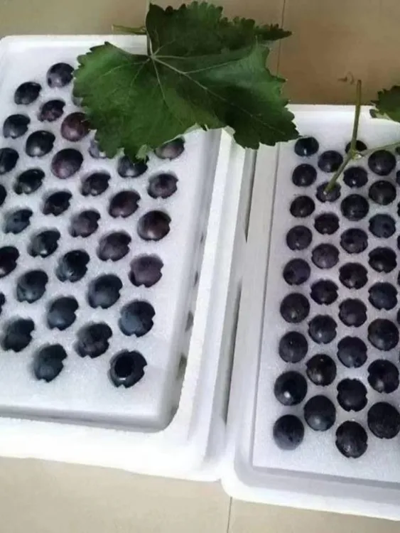 东北特产北镇辽峰葡萄水果颗粒生葡萄新鲜包装自家种植2/3/5斤