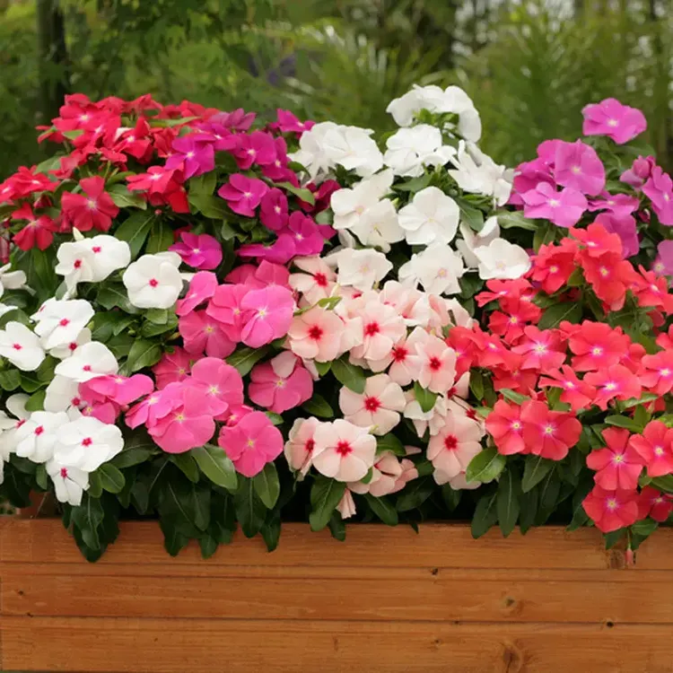 四季开花长春長偆花卉种子多年生植物种子耐旱盆栽阳台庭院花籽