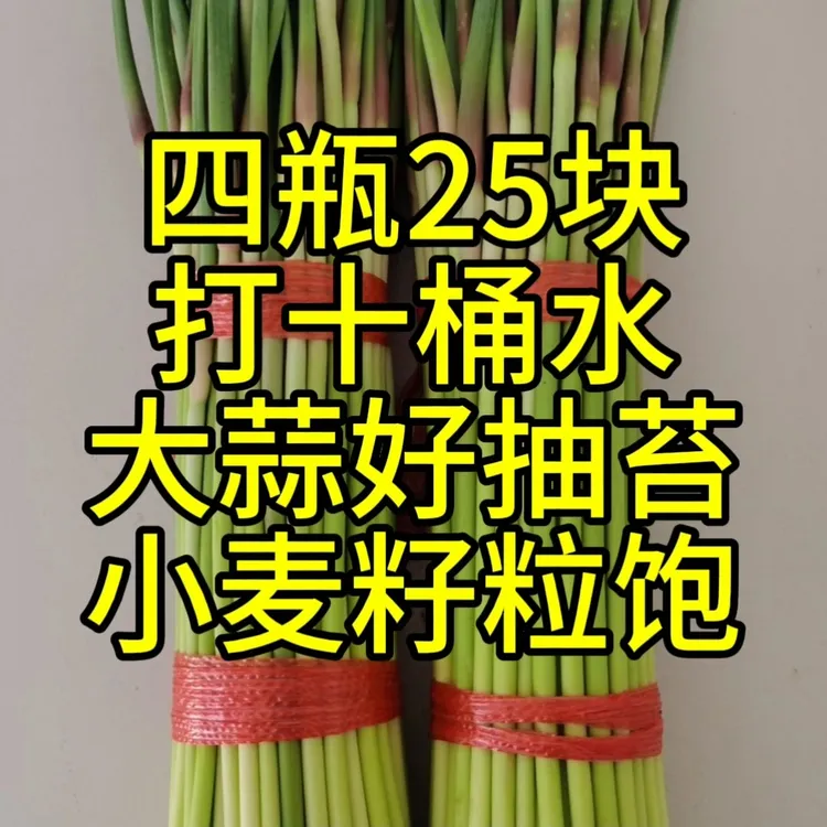 大蒜好抽苔，一套10桶水，25包邮