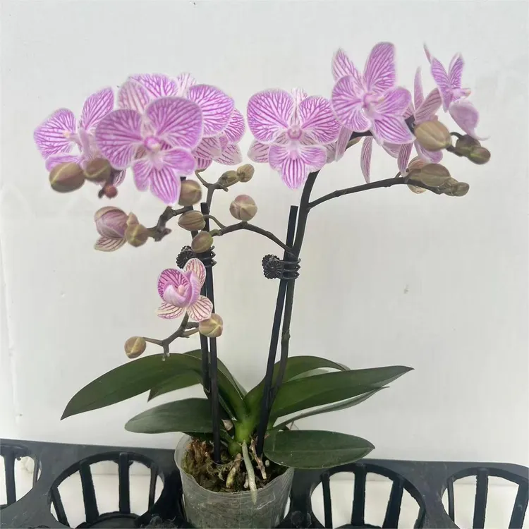 蝴蝶兰盆栽生长阳台客厅卧室高端花卉懒人好养四季开花带花带花苞