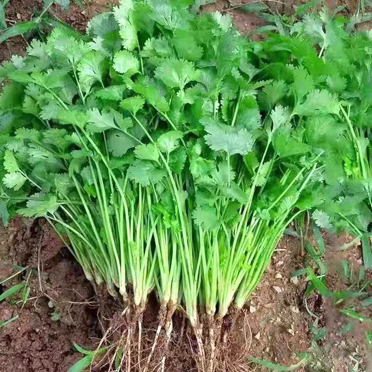 四季播三天香菜种子大叶芫荽阳台种菜食用蔬菜盆栽种籽孑菜籽籽种