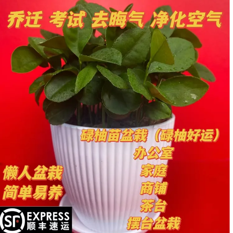 顺丰包邮柚苗盆栽新鲜柚子叶去晦气碌柚苗带盆祈福开运乔迁新居