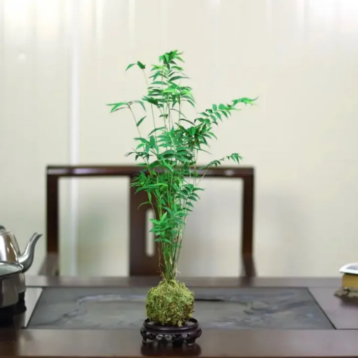 盆栽水培苔藓球米竹凤尾竹观音竹室内景四季常青琴竹茶室现代中式