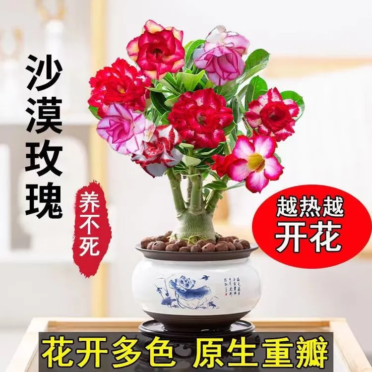 多色重瓣沙漠玫瑰小苗室内阳台四季开花好养花卉绿植盆栽