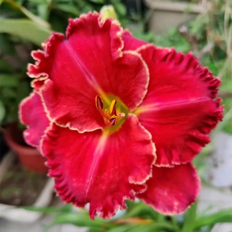 【美遇花园】大花萱草圣诞祝福大苗