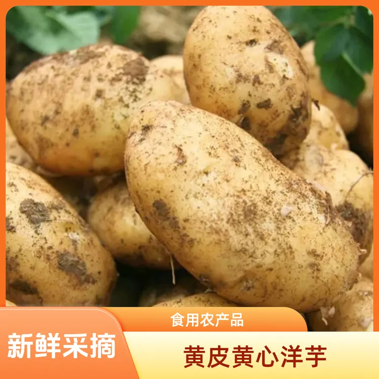【胡支书专属】贵州黄皮黄心土豆新鲜大个软糯当季蔬菜老品种9斤