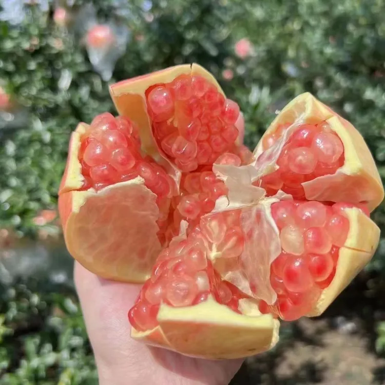 【30年老树石榴】云南蒙自薄皮甜石榴 皮薄多汁 颗粒饱满9斤5斤可选
