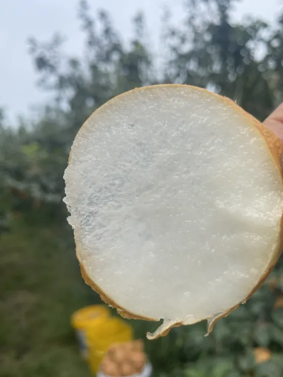 山东爆汁脆甜秋月梨净重4.5斤装