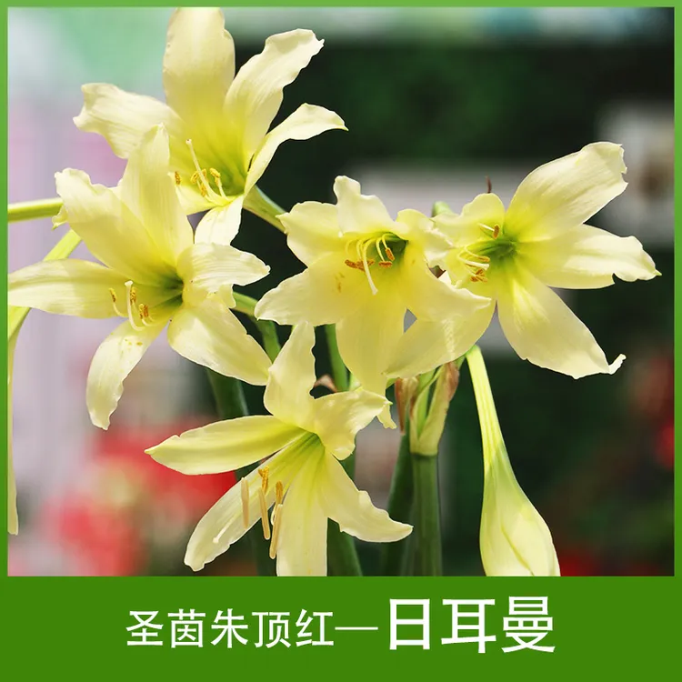 圣茵朱顶红 基地球 日耳曼 小球