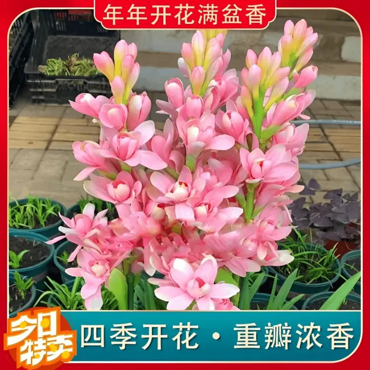 八-十芽!基地直发！【晚香玉大种球】重瓣四季开花多年生盆栽浓香花商品图