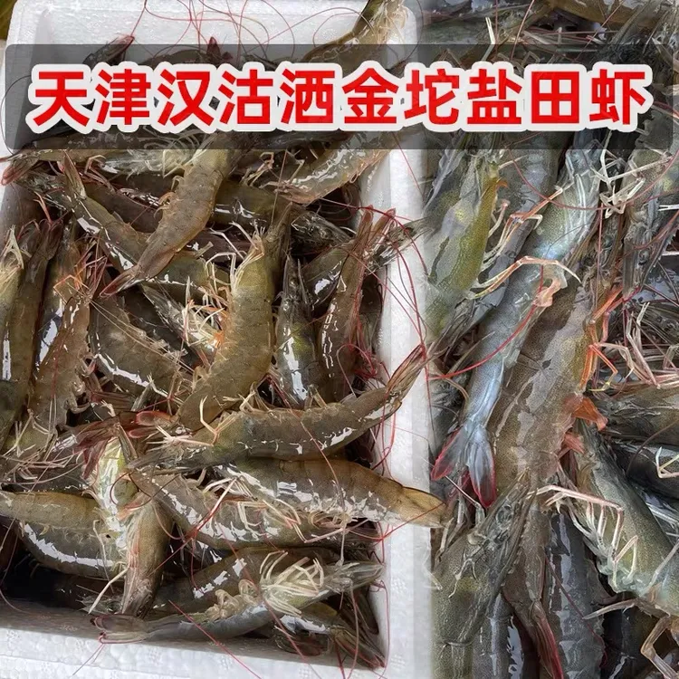 汉沽洒金坨盐汪子虾5-10斤 天津外省冷冻发货