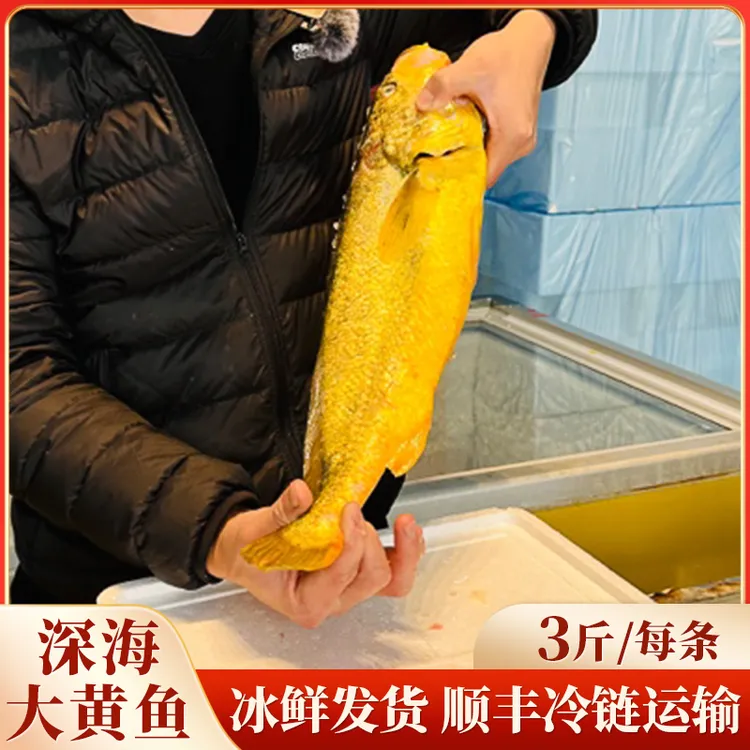 宁德深海大黄鱼，每条3斤规格，一箱1条装，发货，顺丰包邮水产海鲜
