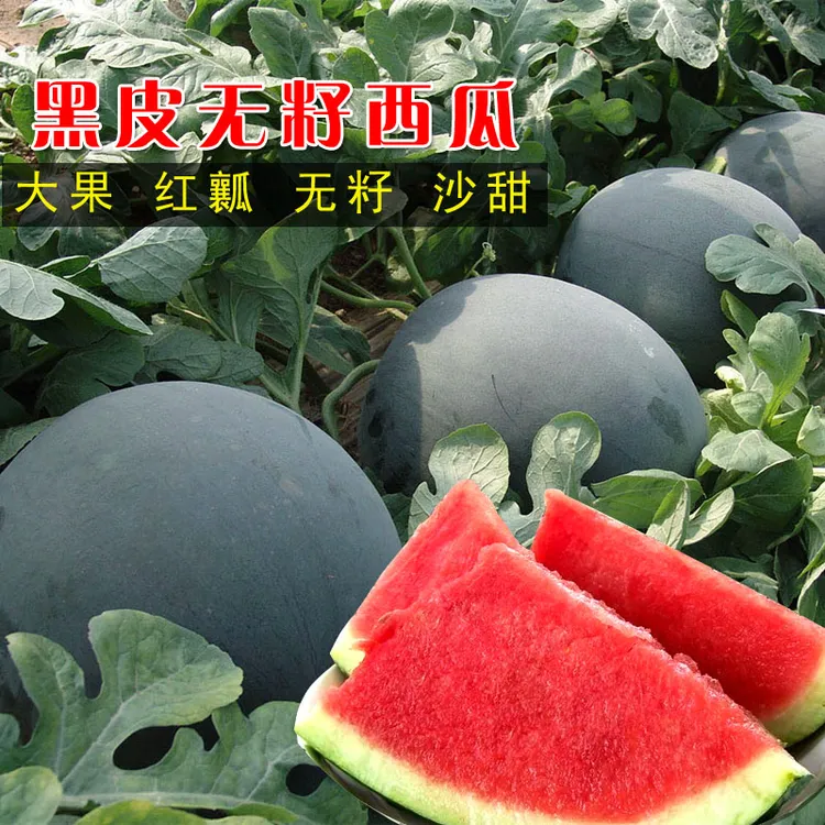 【黑皮无籽西瓜种子】高产营养春夏盆栽庭院播种不打岔易管理西瓜籽