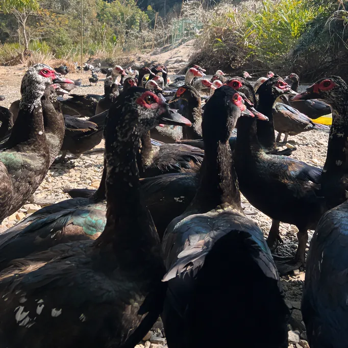 虎纠闽清黑羽番鸭公土鸭五谷散养纯手工现杀产地直发