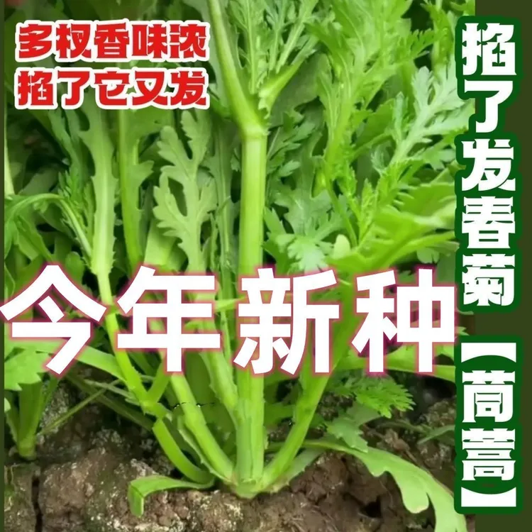 分多多三叉茼蒿皇帝菜种子掐了发四季高产青菜种耐寒当季新种
