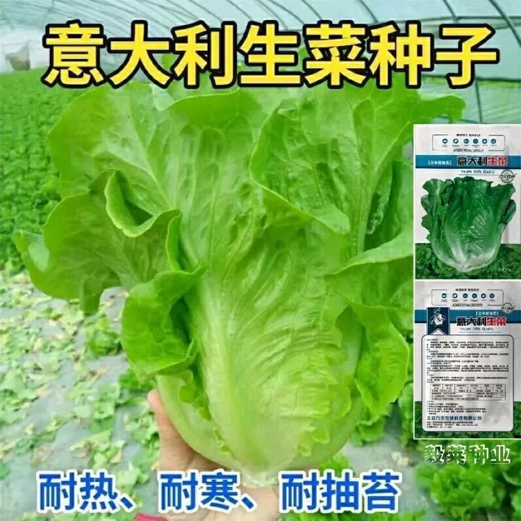 意大利生菜种子耐抽苔种籽阳台种菜蔬菜种子可生吃有机生菜种籽商品图