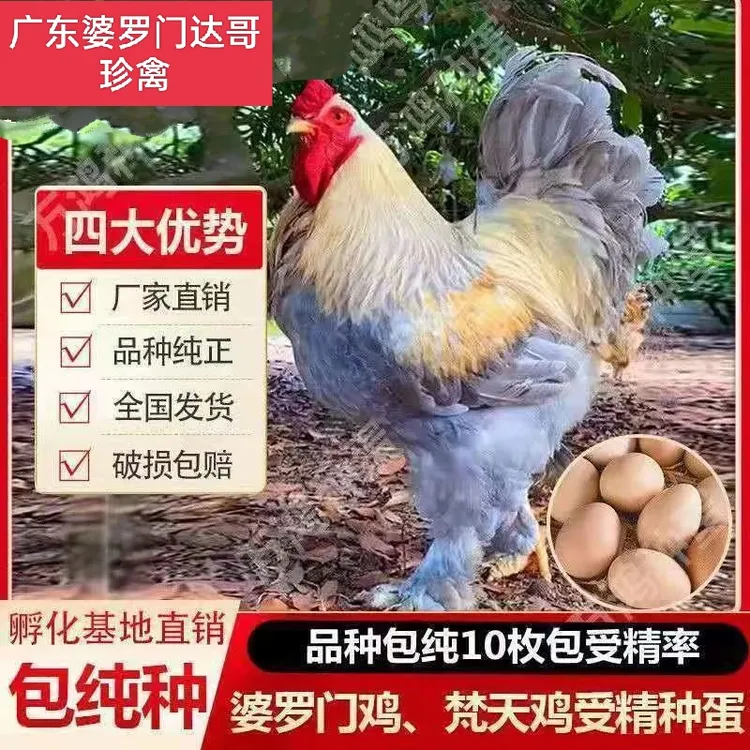 进口婆罗门巨型鸡蛋，颜色混发