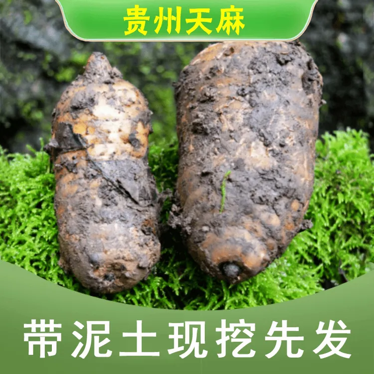 贵州深山林下野外生长新鲜天麻营养1斤/3斤/5斤新鲜送礼带泥发货