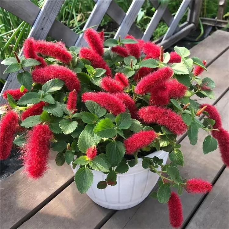 BLD【红缨吊兰】岁岁红猫尾红花量大花期长可垂吊阳台四季花卉