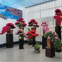 精品杜鹃花高端绿植花卉