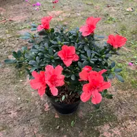 （珍贵胭脂红）杜鹃花映山红室内客厅阳台庭院绿植花卉盆栽耐寒好养