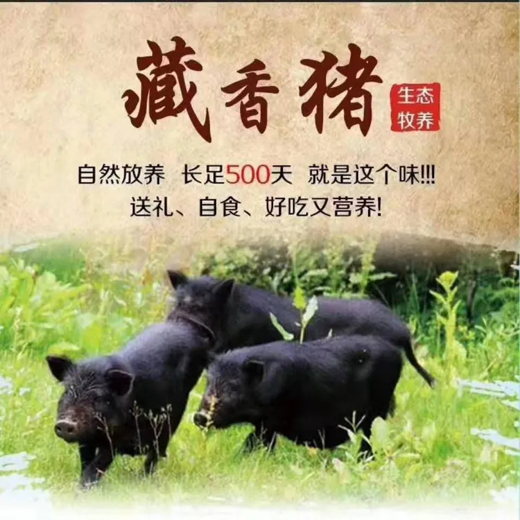 祁连山生态放养藏香猪4斤起拍（生鲜不支持退货，请谨慎下单）