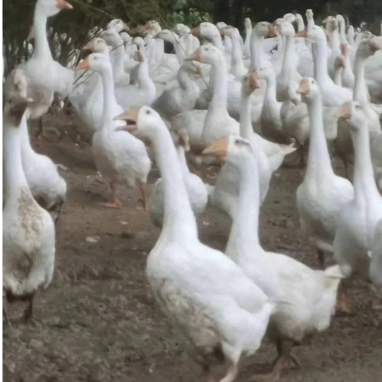 山里散养正宗草鹅，整鹅