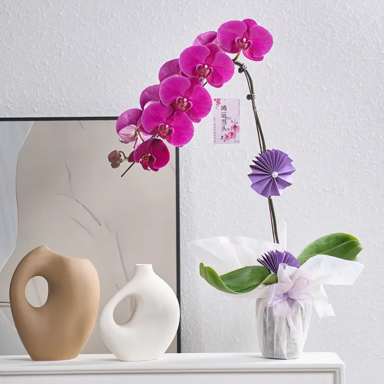 精品鲜花蝴蝶兰【花开富贵】带大花3.5寸3年大苗叶片易裂不影响生长