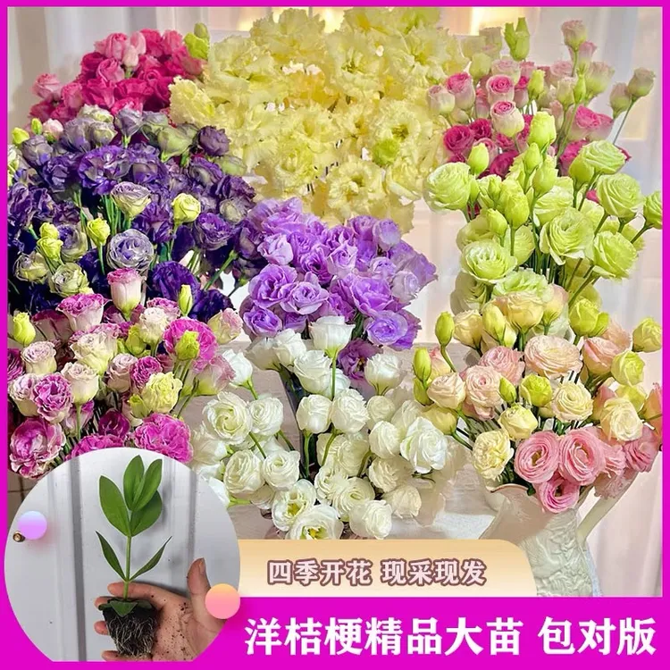 【洋桔梗大苗】重瓣高杆大花切花苗四季开花耐寒耐热易存活云南直发
