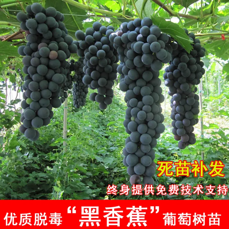 嫁接黑香蕉葡萄树苖耐寒老品种葡萄苗北方南方种植当年结果果树苗