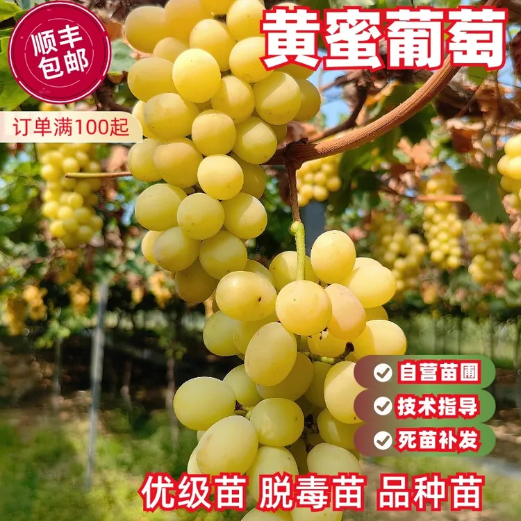 黄蜜葡萄树苗早熟无核黄香蜜葡萄树苖盆栽地栽北南方种植当年结果