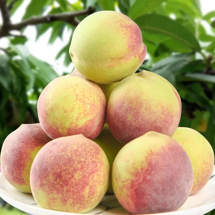 山东蜜桃毛桃青州蜜桃脆桃山桃寒露蜜桃水蜜桃硬桃甜桃桃子果园