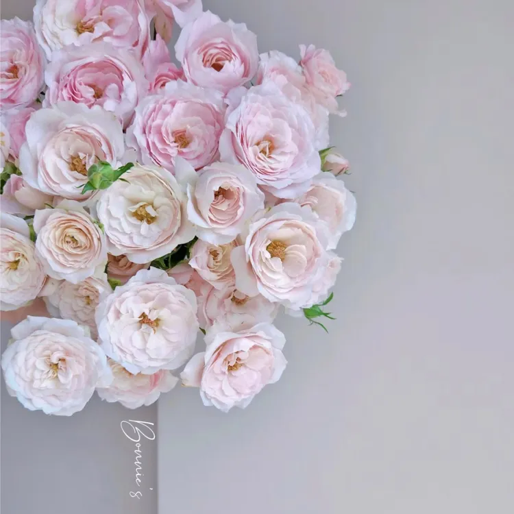 勺子-鲜花合集-气温低于零下记得拍保温