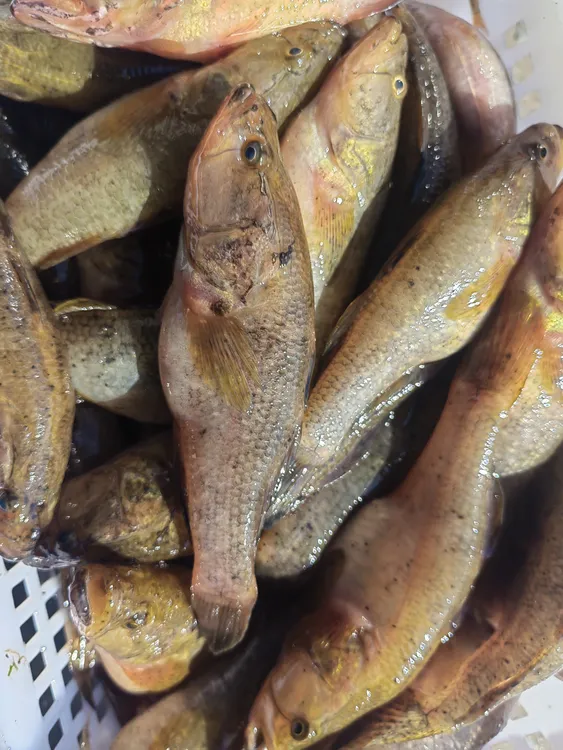 （鱼鳞会氧化变黑，介意勿拍）东北野生老头鱼5斤