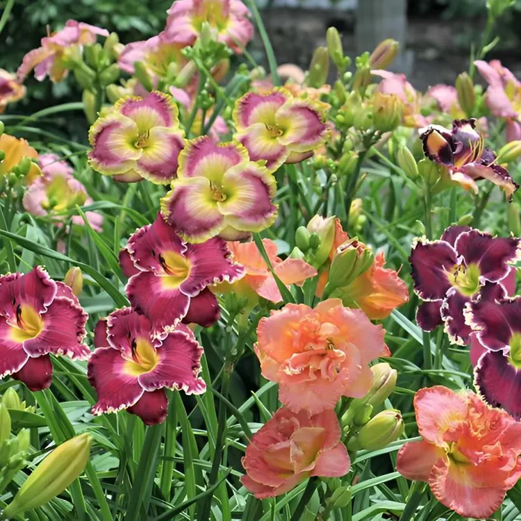 进口与国产花卉绿植盆栽大花萱草庭院花园花境宿根多年生植物