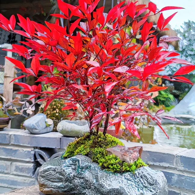 南天竹观叶冬季变红小微盆景室内禅意庭院书房阳台茶室盆栽光照