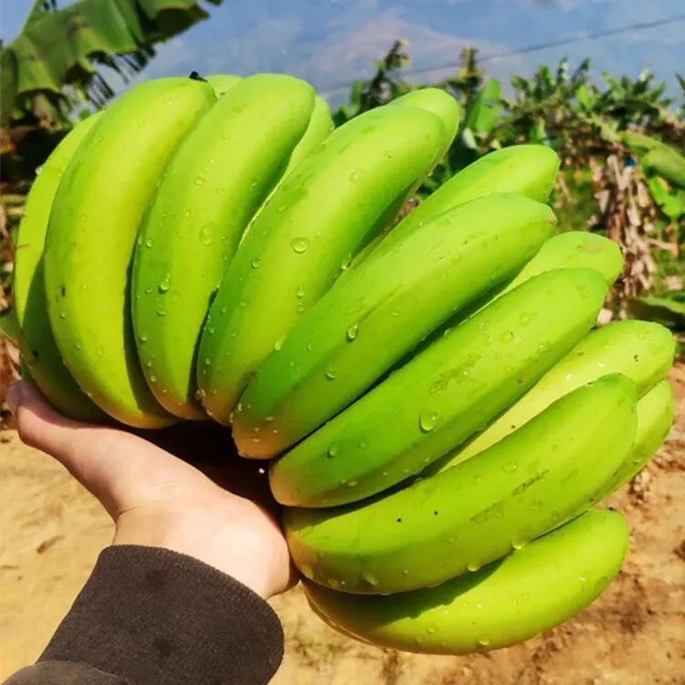 广西高山生态青皮香蕉当季新鲜采摘香甜软糯自然熟
