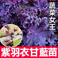 高产紫羽衣甘蓝苗秧带土春秋盆栽四季耐寒观赏食用绿羽衣甘蓝嫩叶