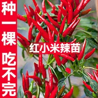 山东寿光特辣红小米辣苗秧带土球白玉小米辣朝天椒美人椒辣椒种子
