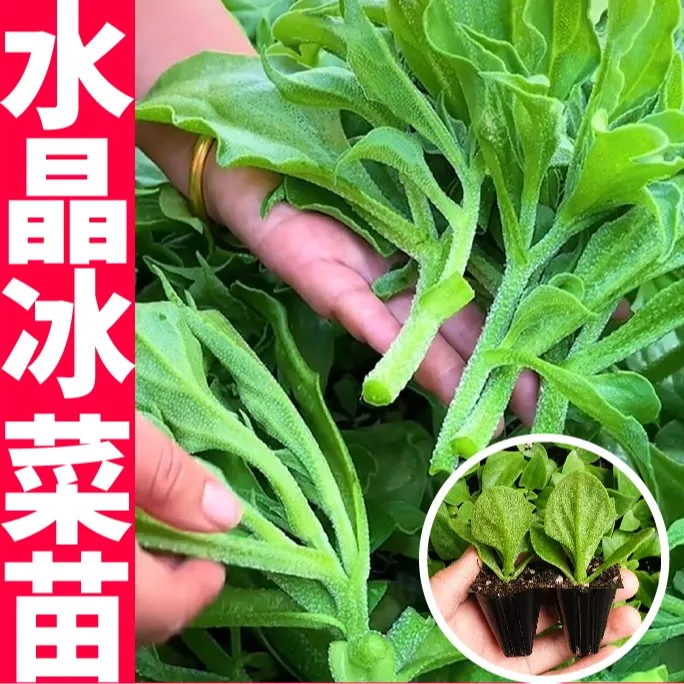 台湾大叶水晶冰菜苗秧带土球高钙水晶冰草自带植物盐阳台盆栽四季