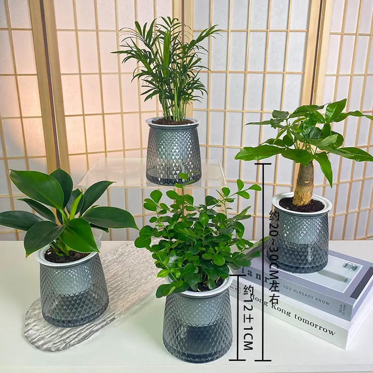 【买三送一】椰子金钻发财树文竹九里香栀子花盆栽桌面绿植20-30cm