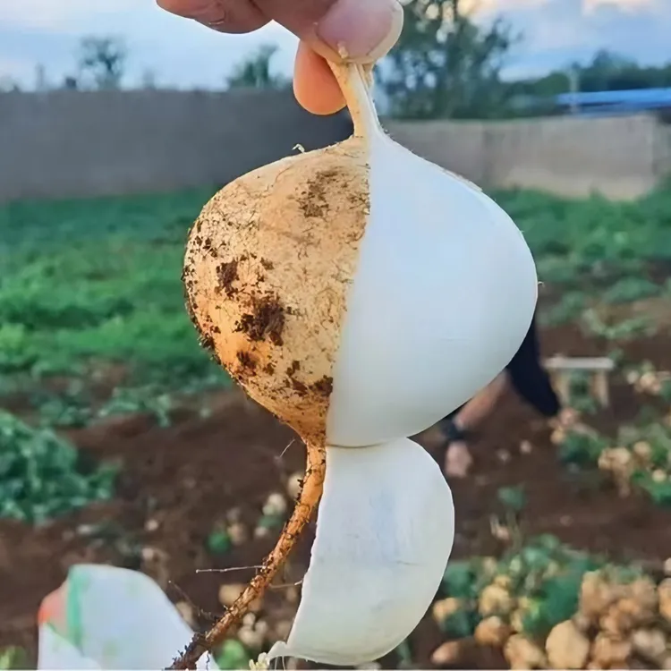 地萝卜贵州品种当季新鲜沙地地瓜3-5斤脆嫩多汁