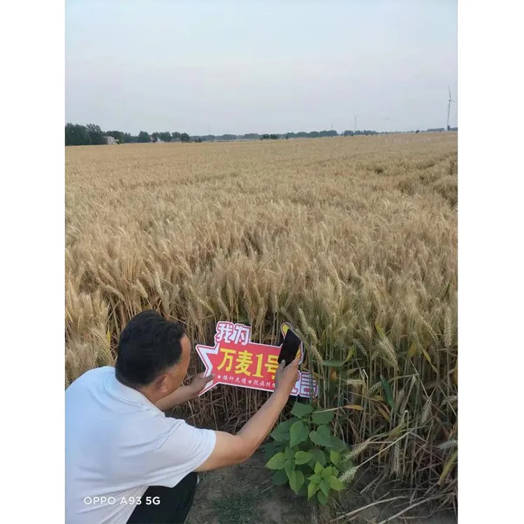 万壹增产套餐50斤套餐，巨穗60-80粒+铁杆抗倒伏+容重820+抗性强