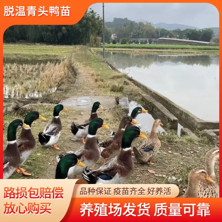 【10只】正宗脱温大种青头鸭苗小鸭子活苗疫苗齐全可长七八斤宠物鸭