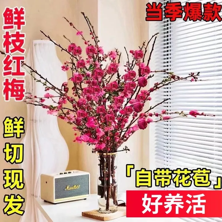 【现摘现发20枝】红梅鲜枝带花苞发货 水培植物粉色桃花鲜红花干枝