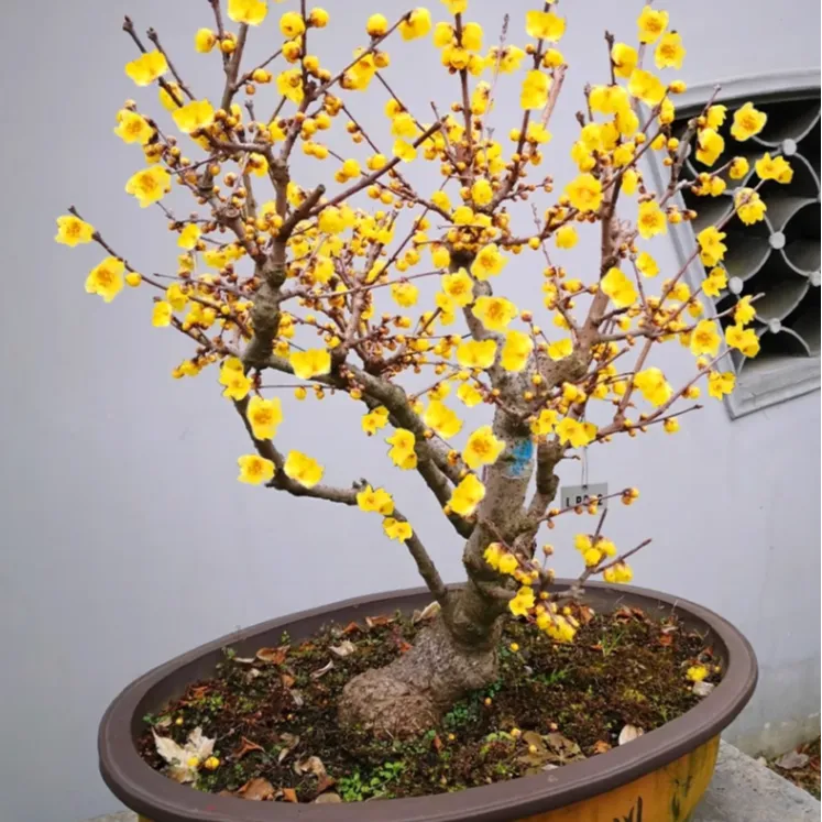 腊梅花树苗盆栽浓香型室内四季耐寒花卉阳台易活老桩盆景素心蜡梅